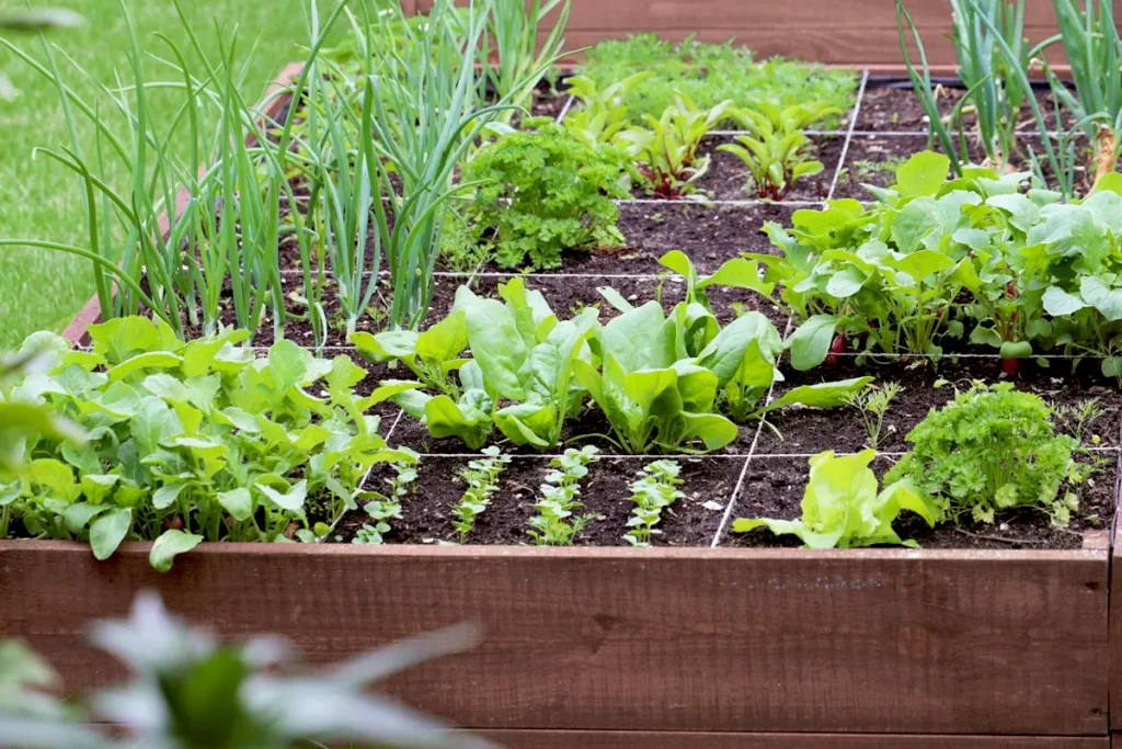 potager