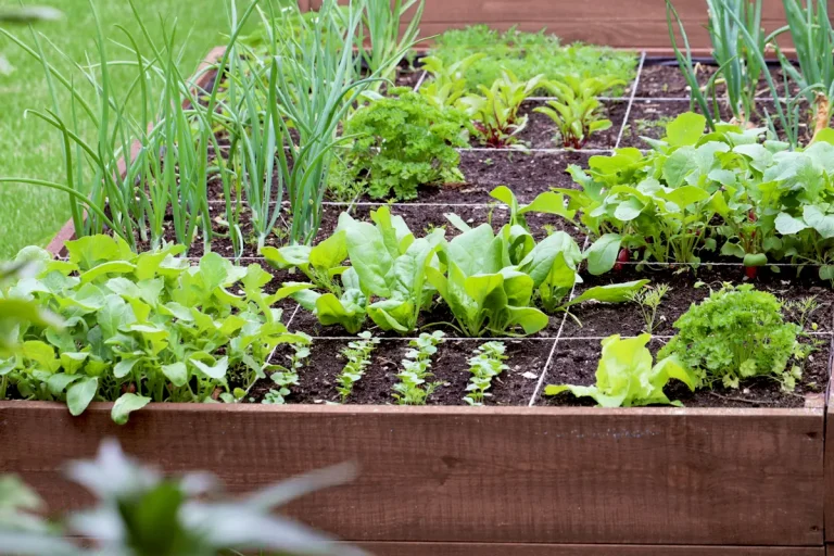 potager